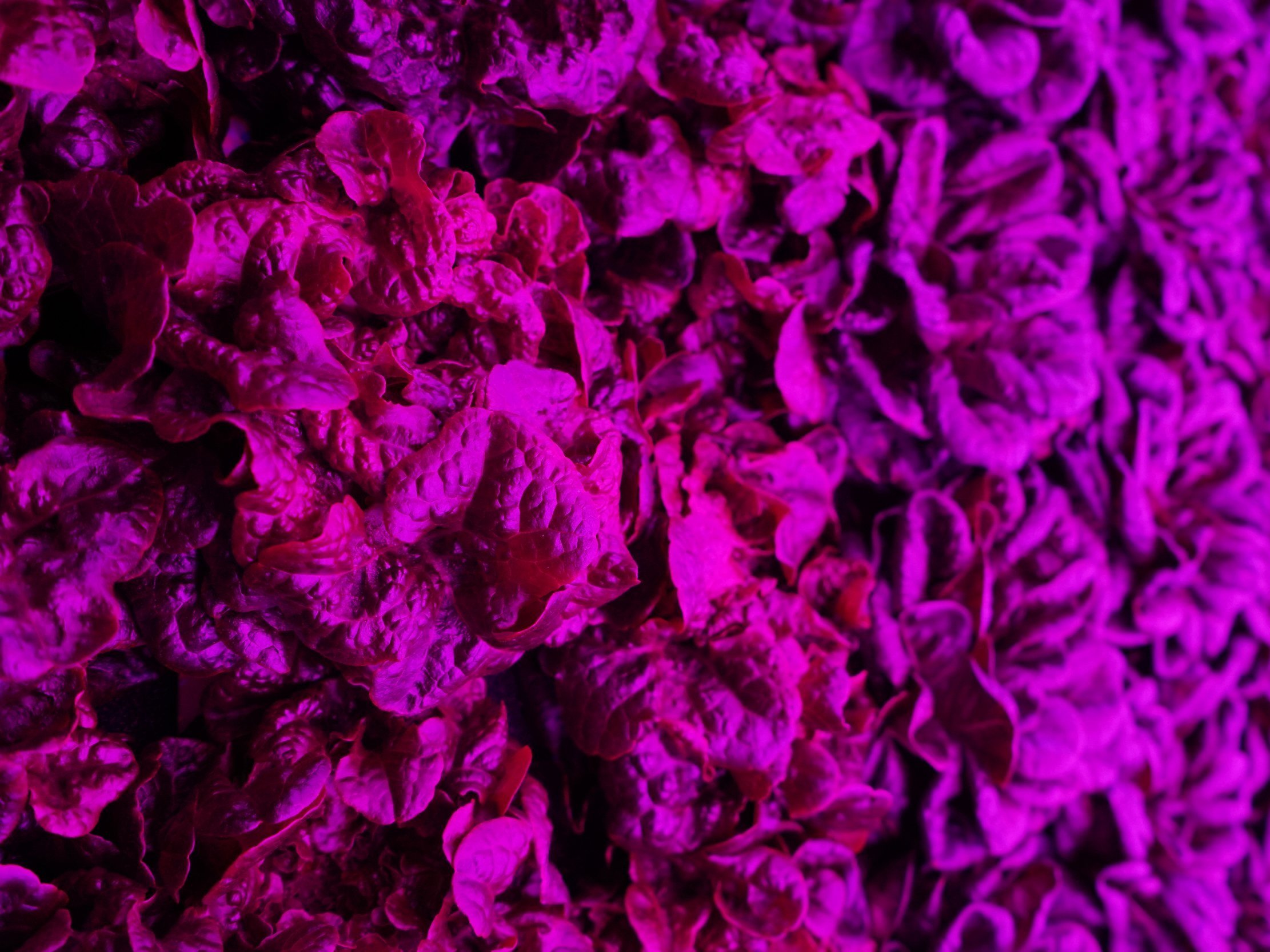 Vibrant close-up of purple-hued lettuce leaves, showcasing intricate textures and layers, ideal for highlighting hydroponic or indoor gardening techniques.