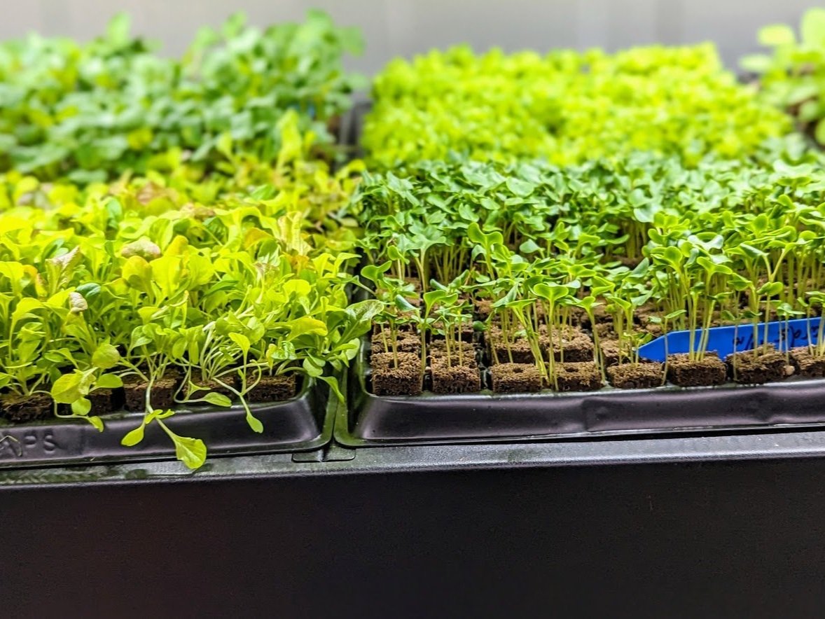 Trays of vibrant green seedlings, including various leafy greens and microgreens, arranged in a greenhouse setting, showcasing healthy plant growth and cultivation techniques.